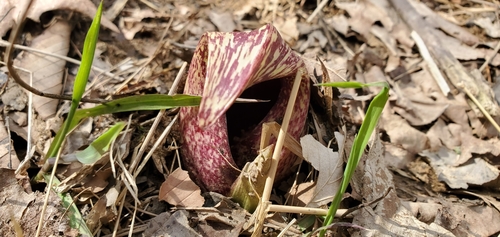 Eastern Skunk Cabbage