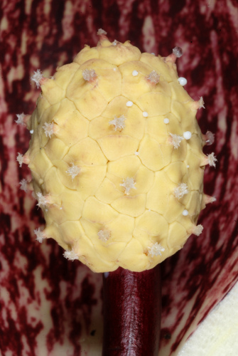 Eastern Skunk Cabbage