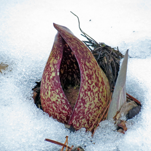 Eastern Skunk Cabbage