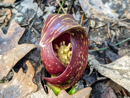 Eastern Skunk Cabbage