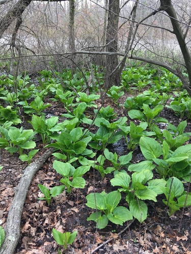 Eastern Skunk Cabbage