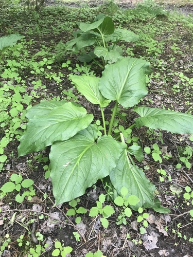 Eastern Skunk Cabbage