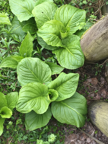 Eastern Skunk Cabbage
