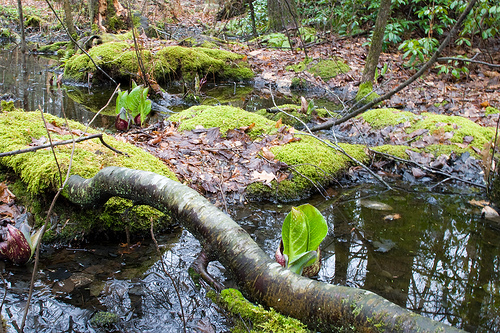 Eastern Skunk Cabbage