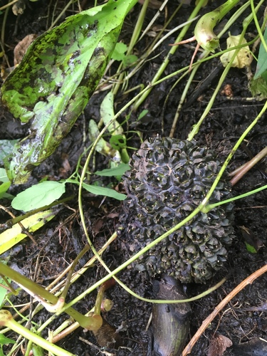 Eastern Skunk Cabbage