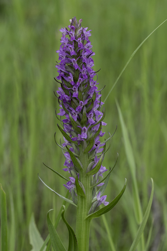 Early Marsh-orchid