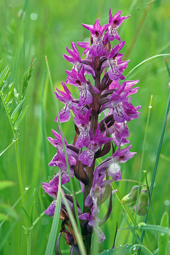 Early Marsh-orchid