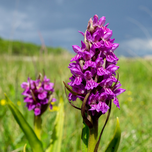 Early Marsh-orchid