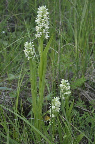 Early Marsh-orchid