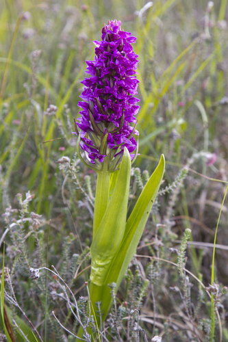 Early Marsh-orchid