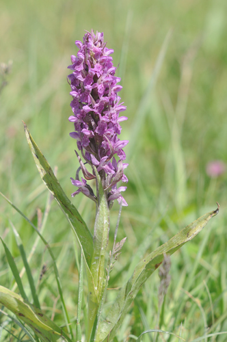 Early Marsh-orchid