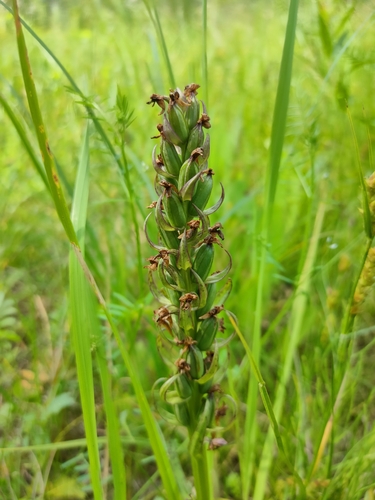 Early Marsh-orchid