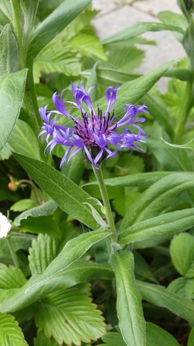 Perennial Cornflower