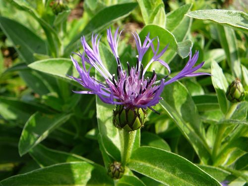 Perennial Cornflower