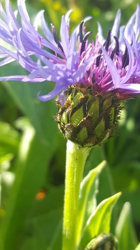 Perennial Cornflower