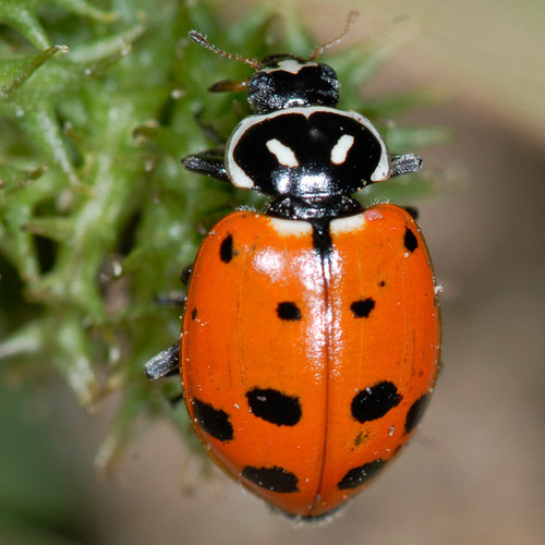 Convergent Lady Beetle