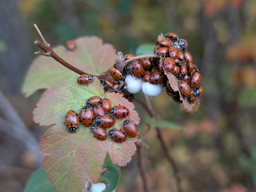Convergent Lady Beetle