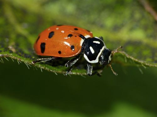 Convergent Lady Beetle