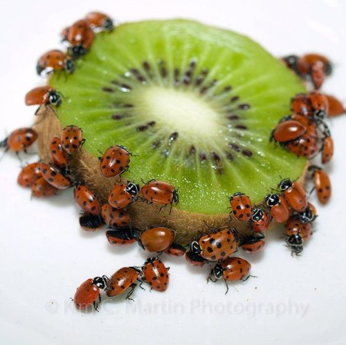 Convergent Lady Beetle