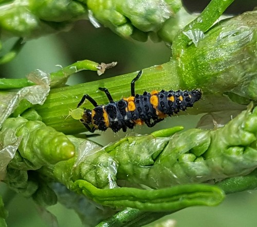 Convergent Lady Beetle