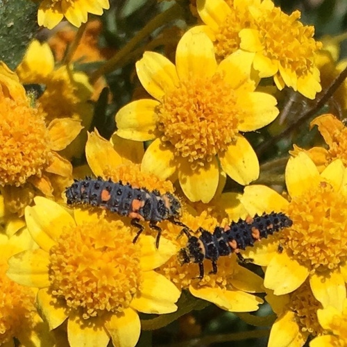 Convergent Lady Beetle
