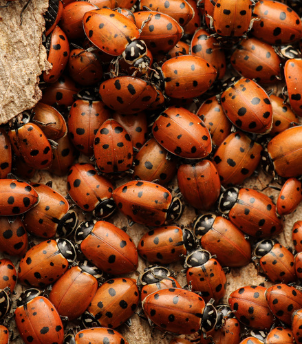 Convergent Lady Beetle