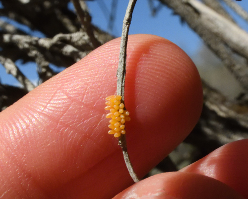 Convergent Lady Beetle