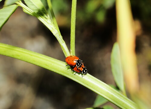 Convergent Lady Beetle