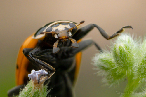 Convergent Lady Beetle