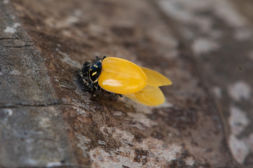 Convergent Lady Beetle