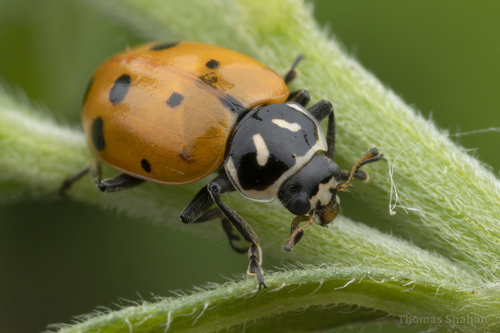 Convergent Lady Beetle