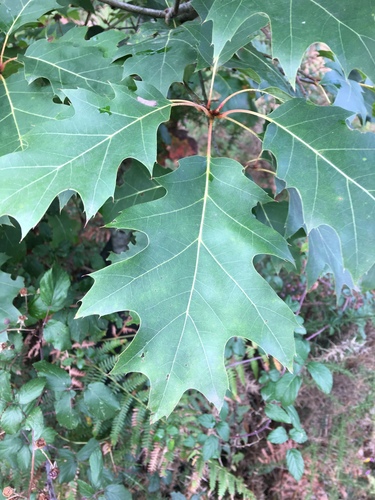 northern red oak