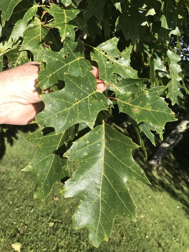 northern red oak