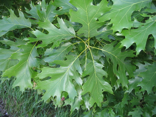 black oak