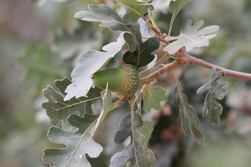 valley oak