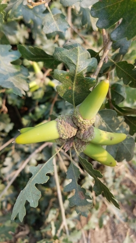 valley oak