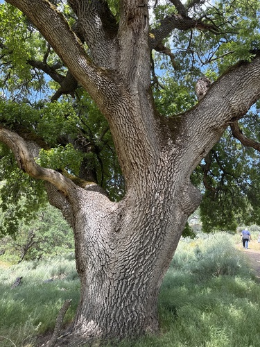 valley oak