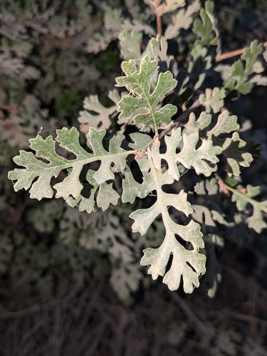 valley oak