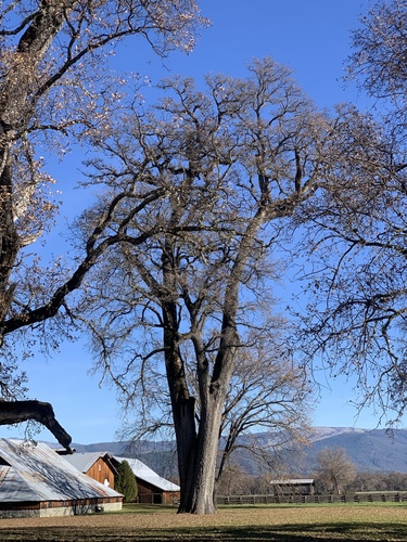 valley oak