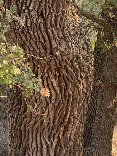 valley oak