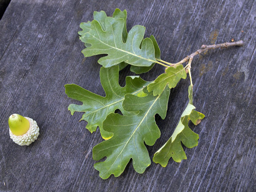 valley oak