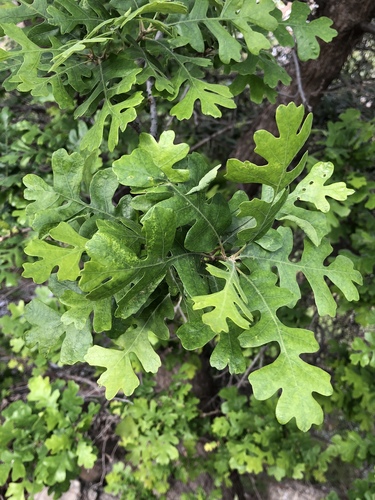 valley oak