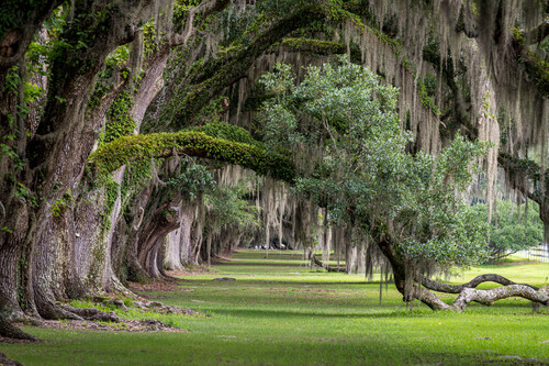 southern live oak
