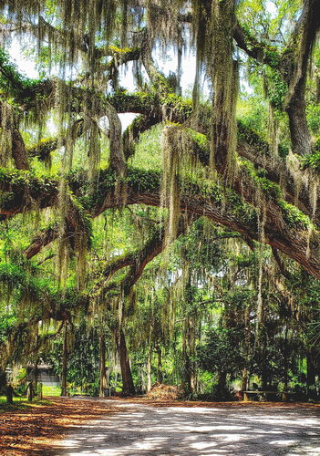 southern live oak