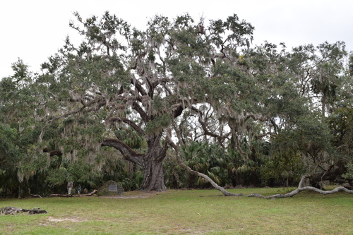southern live oak