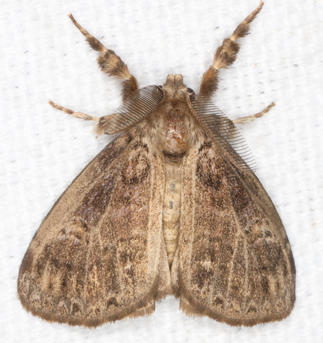 Fir Tussock Moth