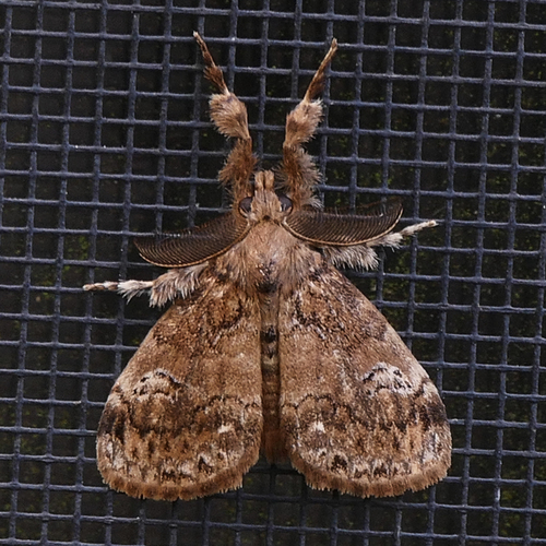 Fir Tussock Moth