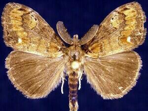 Fir Tussock Moth
