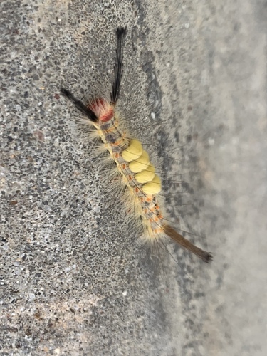 Fir Tussock Moth