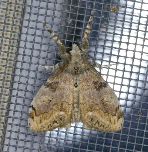 Fir Tussock Moth
